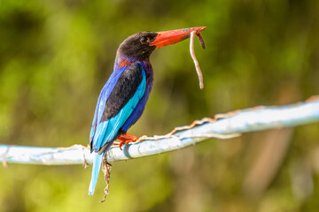 the javan kingfisher on branch