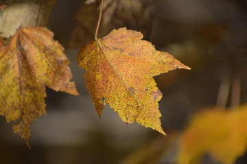 autumn leaves on the tree