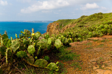 Bushes edible cactus prickly pear ficus indica in the foreground of the coast landscape from a high cliff in Chimei, Penghu, Taiwan