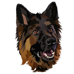 German shepherd dog. Vector illustration