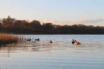 ducks in the lake