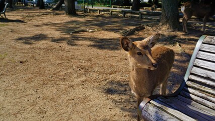 venado en parque junto a un banco