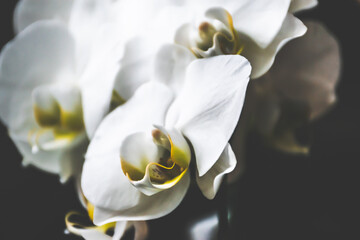 Vintage image of white orchid flowers.