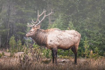 Portrait of a large bull elk (Cervus canadensis) in the Rocky Mountains with the first snow fall of the season
