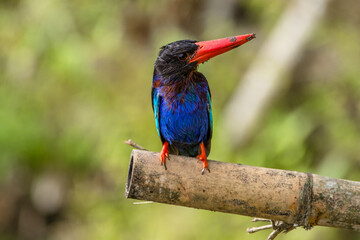 the javan kingfisher on branch