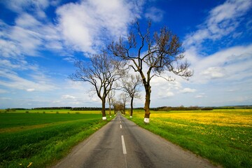 Fototapeta na wymiar Road with alley of old trees in the foothills of Jesenik in Moravia in the Czech Republic.