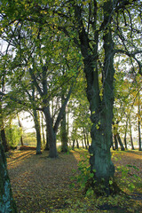 path in the park