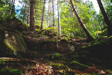  beautiful landscape, Forest Landscape,Green Forest