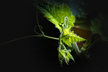 Early morning sunlight reflected on a growing vine