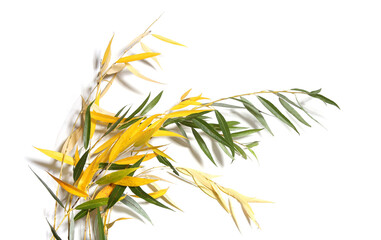 Willow tree branches in autumn isolated on white background. Willow branches with yellow and green leaves.