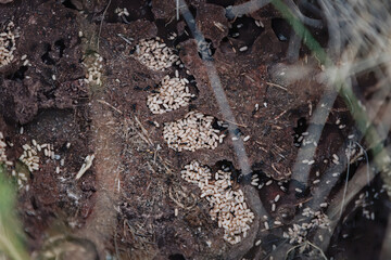 Inside an ant colony. Lots of ant eggs.