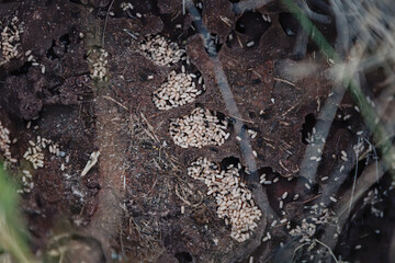 Inside an ant colony. Lots of ant eggs.