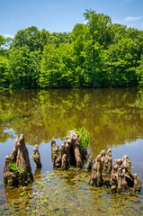 Leroy Percy State Park