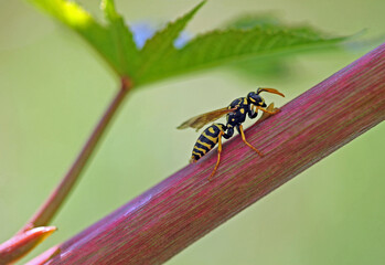 Feldwespe im Rizinusstrauch