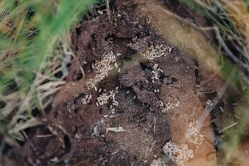 Inside an ant colony. Lots of ant eggs.