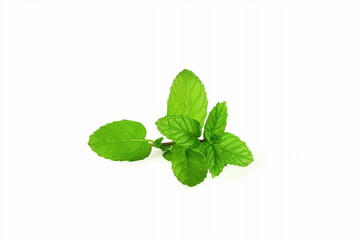fresh green mint or mentha piperita leaves isolated in white background © gv image