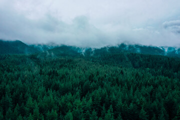 Foggy autumn forest valley, mystical valley background. Pine trees silhouettes in a morning fog,...