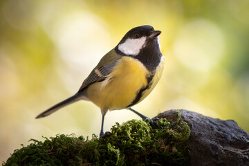 A great tit is perched on the rocks attentive to everything that happens around it. These birds are not very trusting.