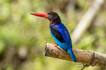 the javan kingfisher on branch