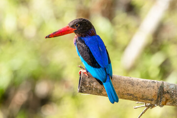 the javan kingfisher on branch