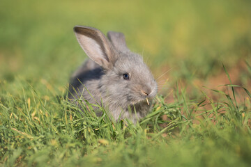 Young fluffy rabbit in the field