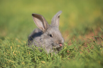 Young fluffy rabbit in the field