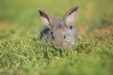 Young fluffy rabbit in the field