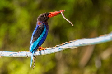 the javan kingfisher on branch