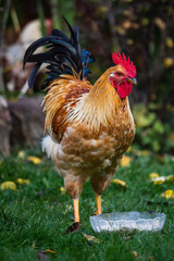 Free range chicken on a traditional poultry farm, chicken on the grass
