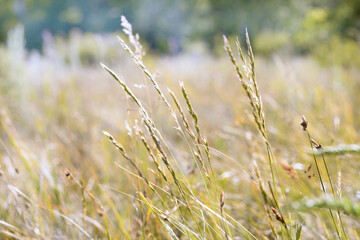 Fototapeta premium Blades of grass on the background of meadows illuminated by daylight