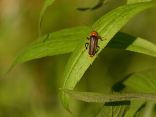 Soldier beetle (Cantharis livida) - tiny black beetle with red head on green leaf, Poland