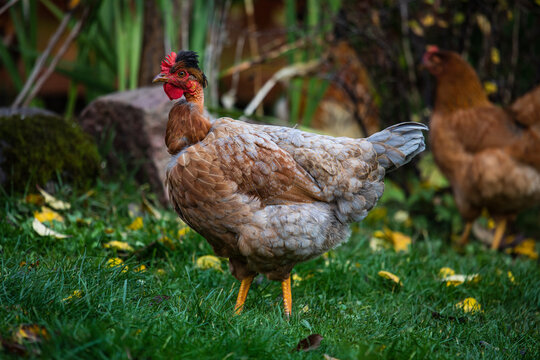 Turken on Transylvanian Naked Neck chicken
