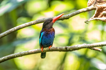 Fototapeta premium the javan kingfisher on branch
