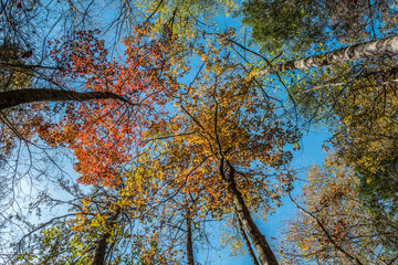 Autumn tree canopy