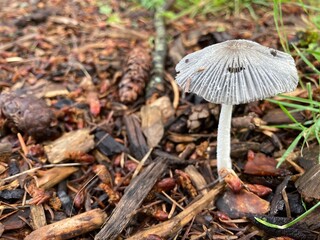 Fragile mushroom
