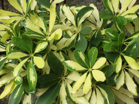 Closeup shot of green Scheffler's flower eight-leafed