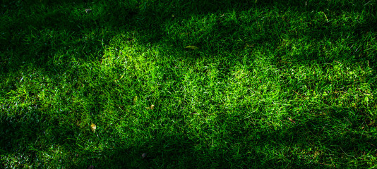 Fototapeta premium Wide background green grass in the garden. Copy space.