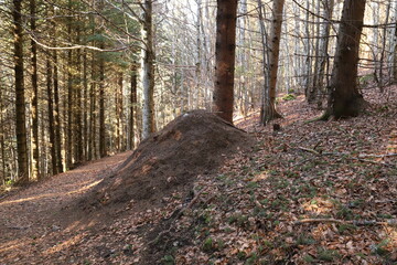 Ant hill near Schluchsee in the Black Forest in Germany