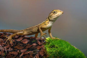 the common garden lizard