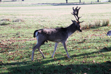 A close up of a Fallow Deer
