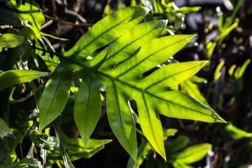 green leaves in the morning give a fresh start