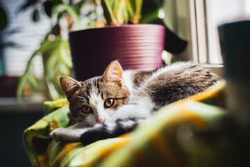 Cute little  kitten is rest in soft blanket on windowsill. Pet. Fall weekend cozy and hygge concept. Domestic animal