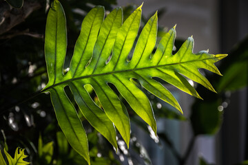 close up of green leaves