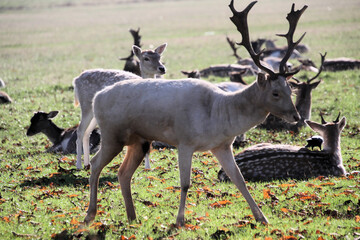 Obraz premium A close up of a Fallow Deer
