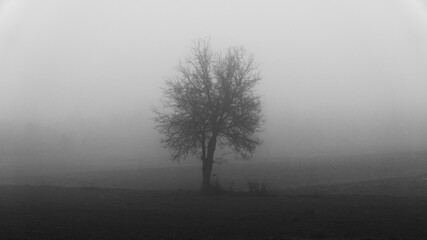 Fototapeta na wymiar Drzewa we mgle w lesie i na polu.