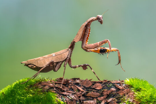 close up of praying mantis