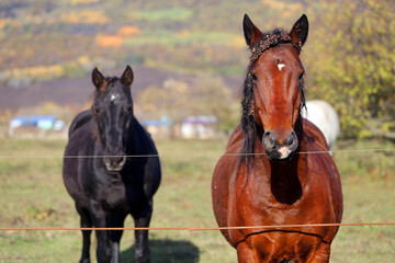 Obraz premium Photos of beautiful horses on an autumn day