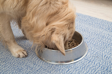 Dog, Golden Retriever eating dry food from an iron bowl.