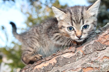 smoll cat in the tree
