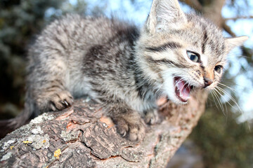cat on a tree, kitten © Даша 